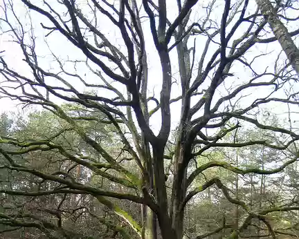 PXL005 arbre remarquable